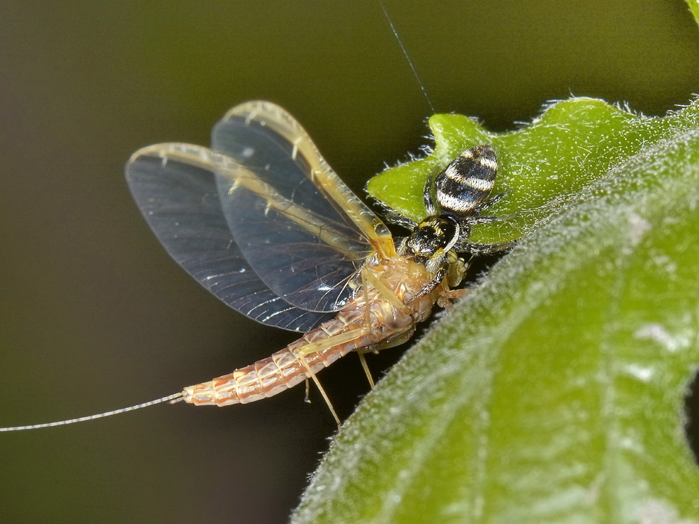 Salticus scenicus - San Giorio di Susa (TO)